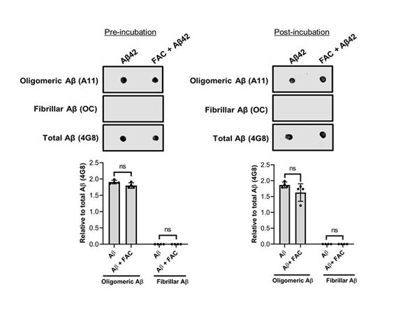 Dot Blot using Aβ40 oligomers